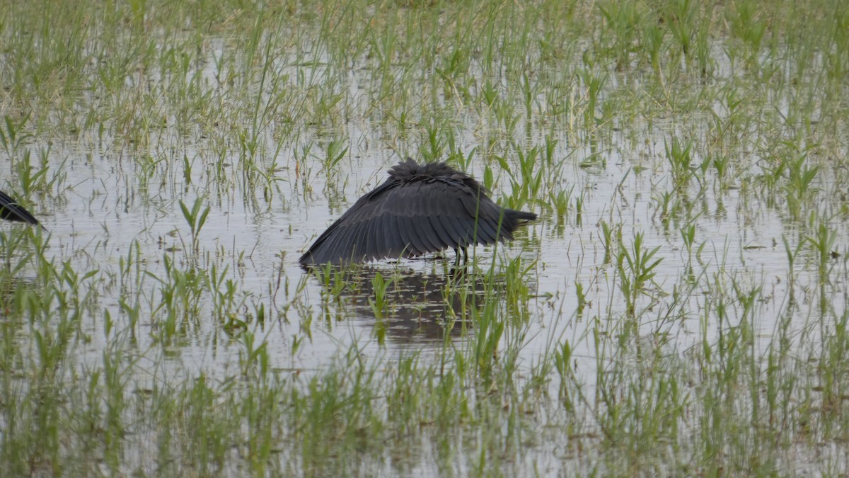 Garceta Azabache - ML646182134