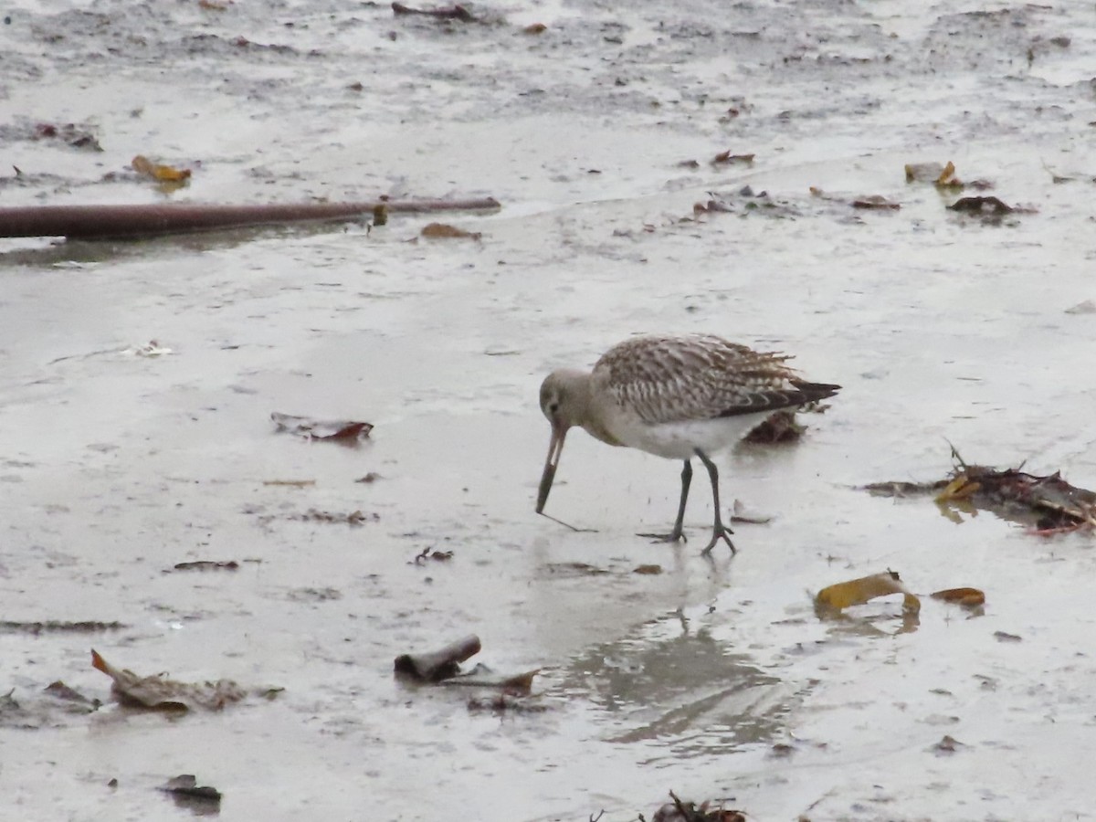 Aguja Colipinta - ML646182135