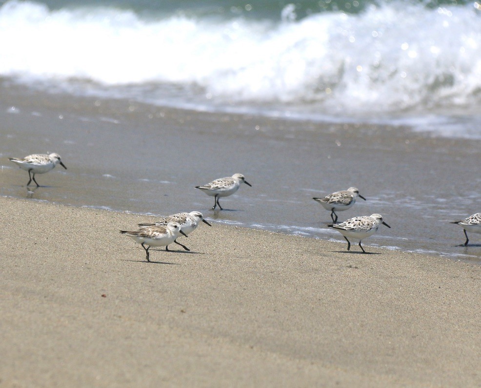 Correlimos Tridáctilo - ML646182136