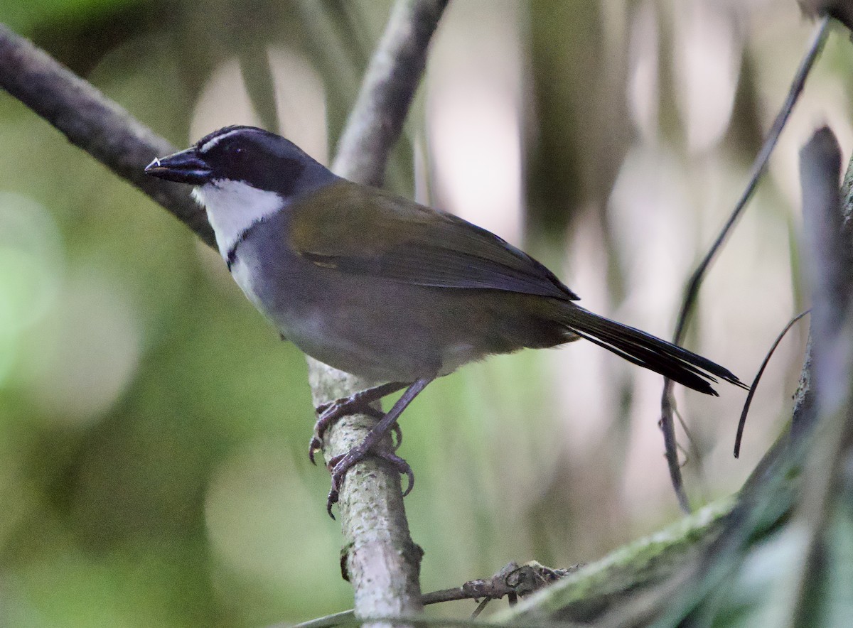 Cerquero del Perijá - ML646182140