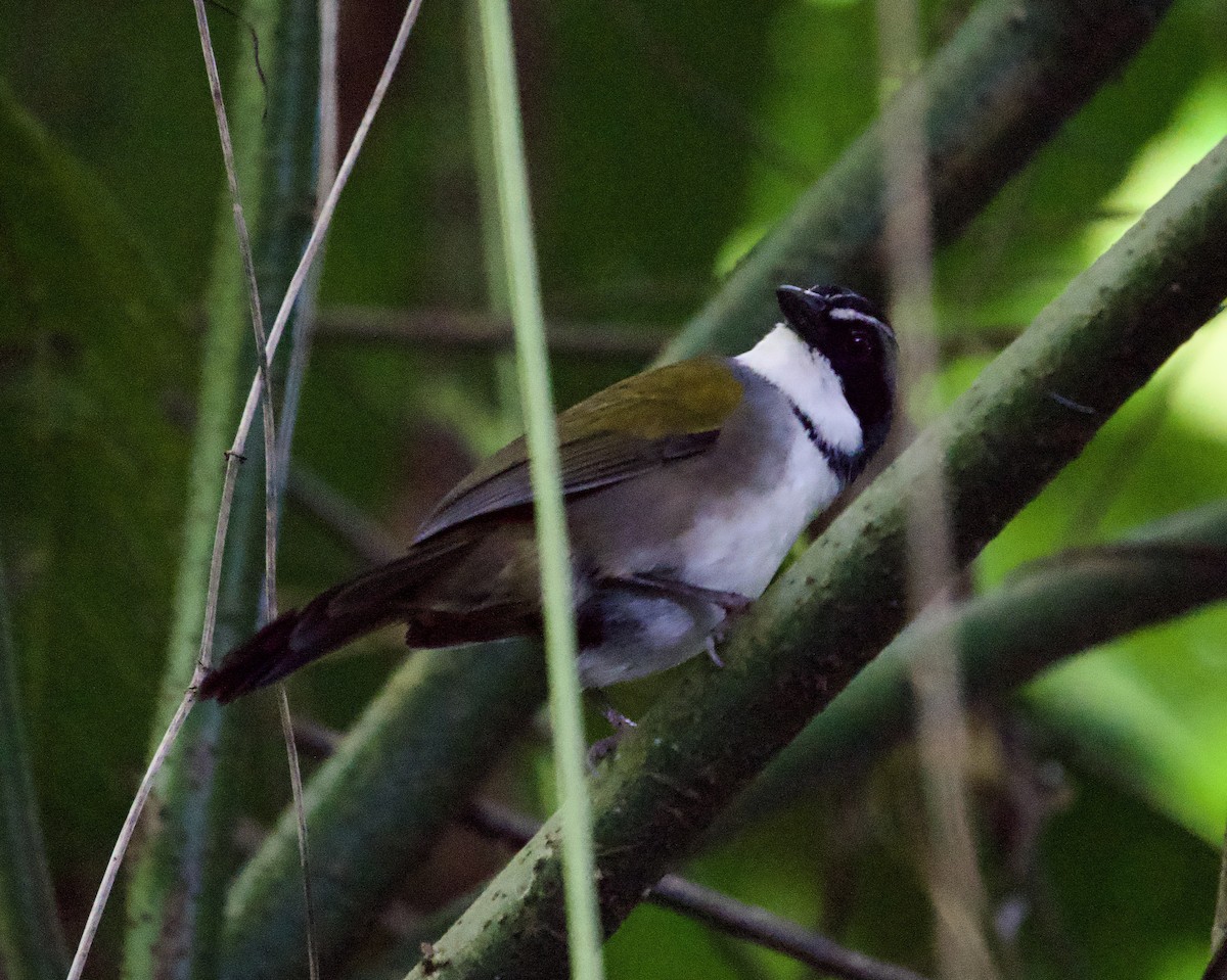 Cerquero del Perijá - ML646182141