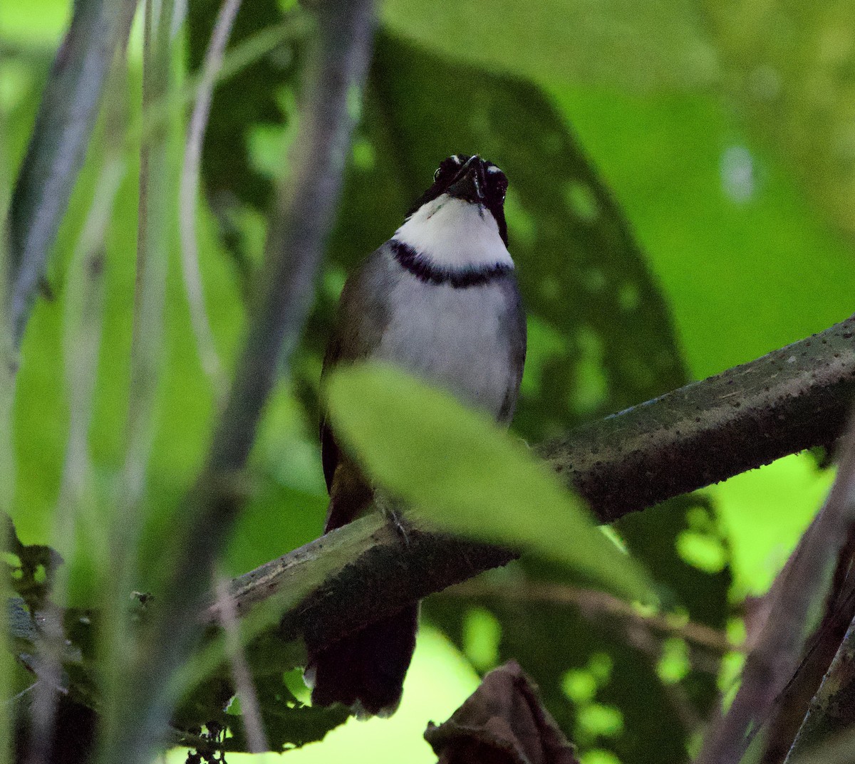 Cerquero del Perijá - ML646182142