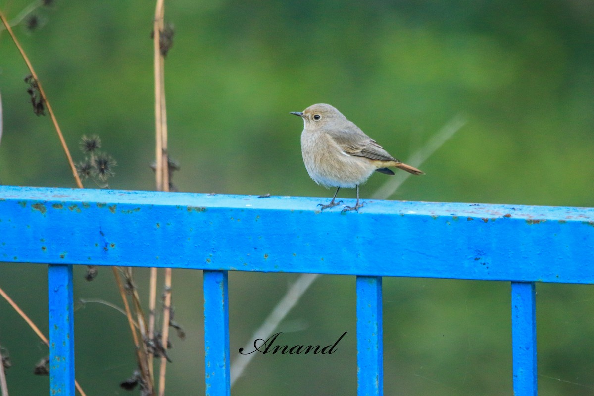 Colirrojo Tizón - ML646182143