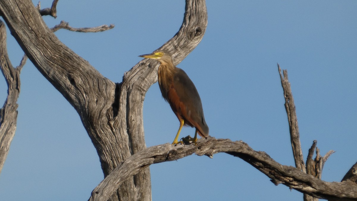 Garcilla Ventrirroja - ML646182144