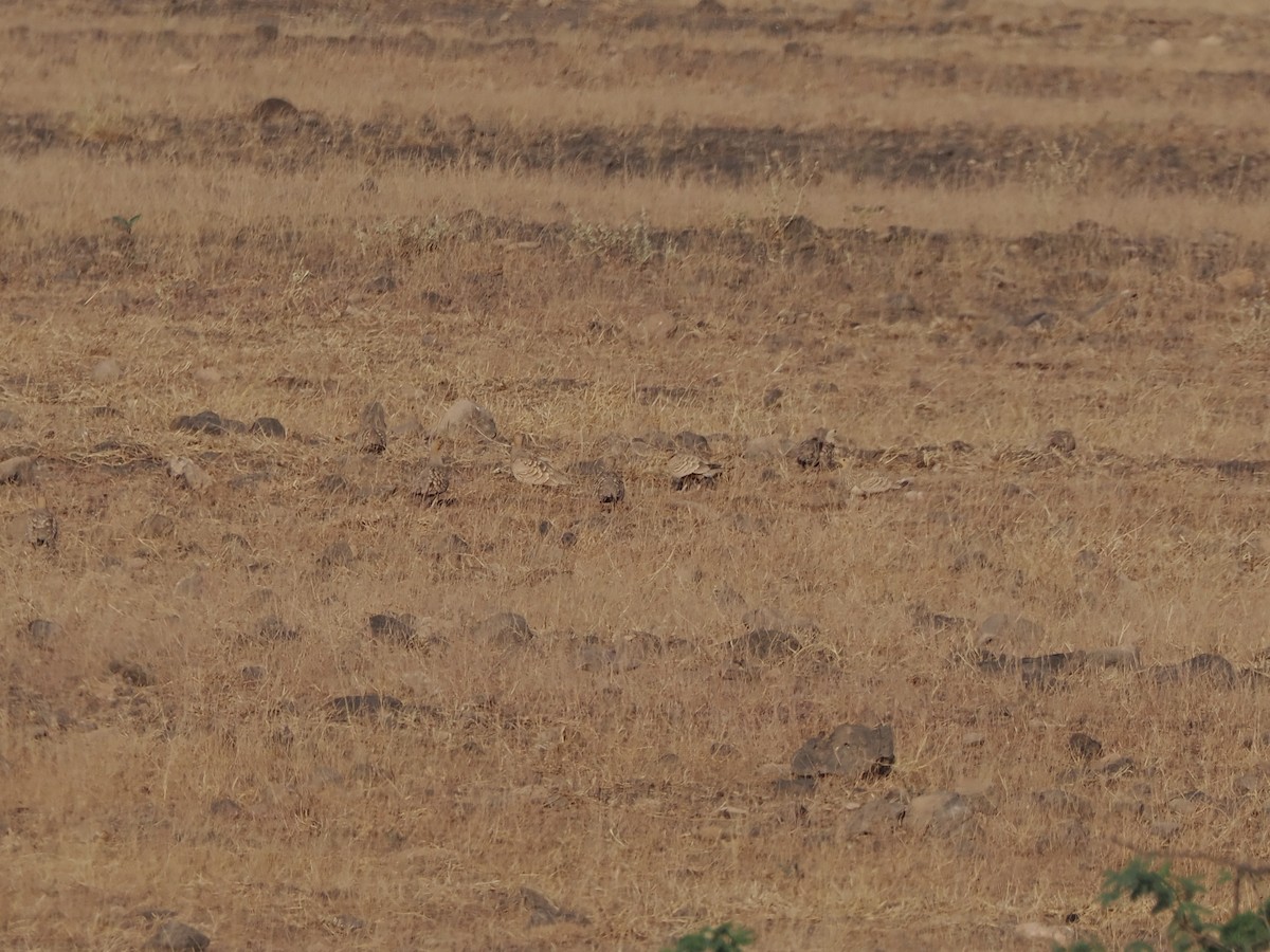 Ganga Moruna - ML646182145