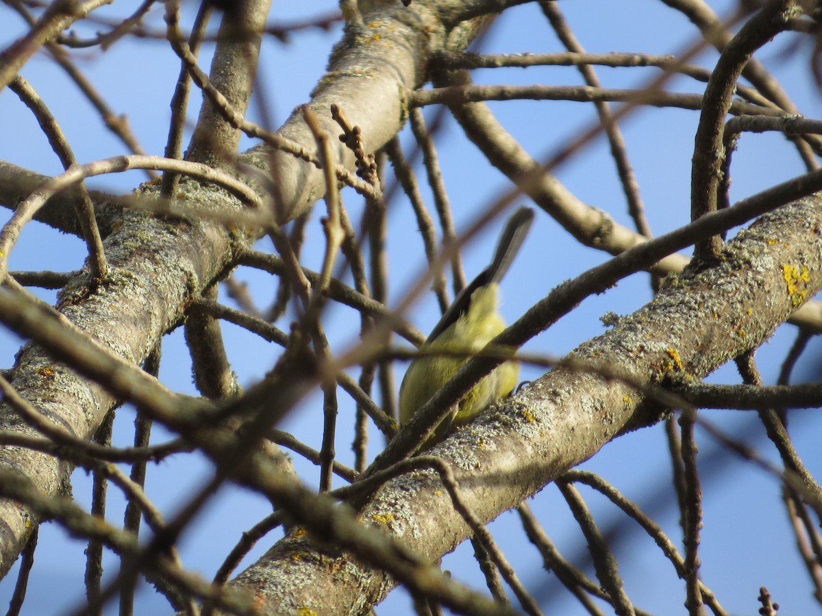 Herrerillo Común - ML646182146