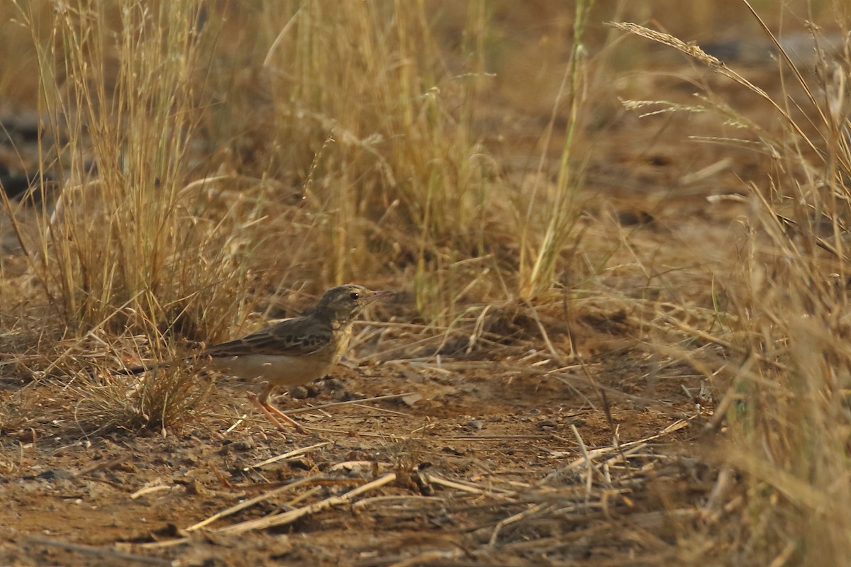 Bisbita Oriental - ML646182147