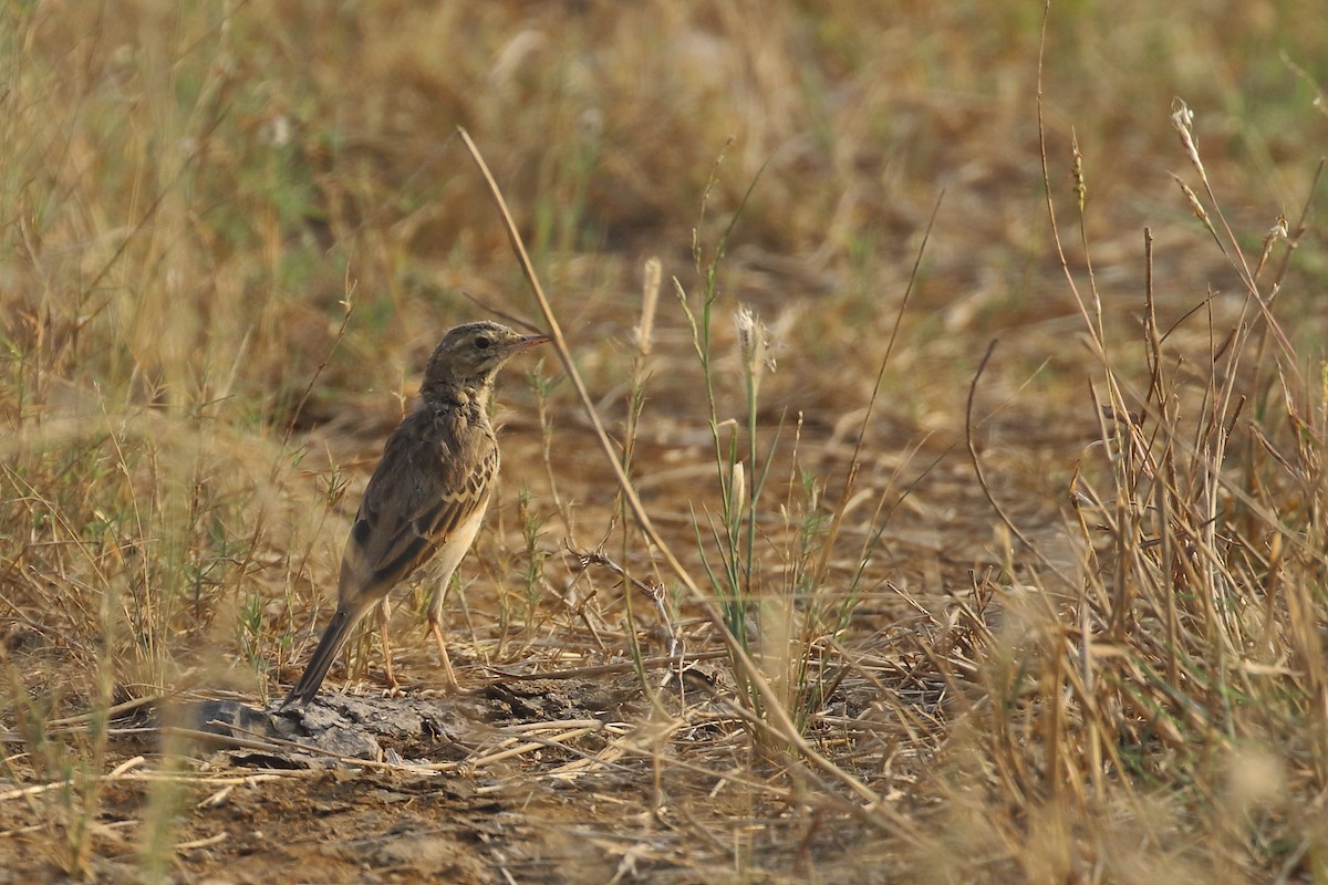 Bisbita Oriental - ML646182148