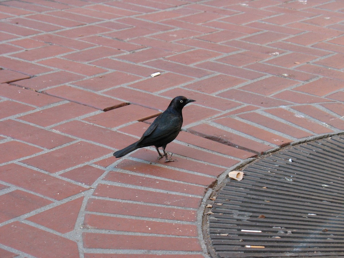 Zanate de Brewer - ML646182150