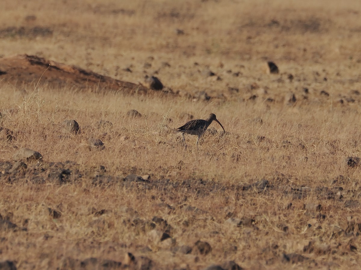 Zarapito Real - ML646182151