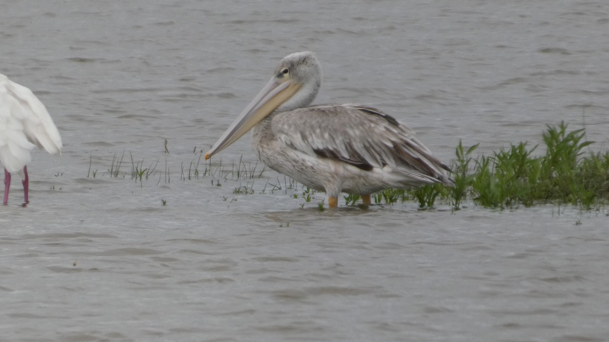 Pelícano Rosado - ML646182152