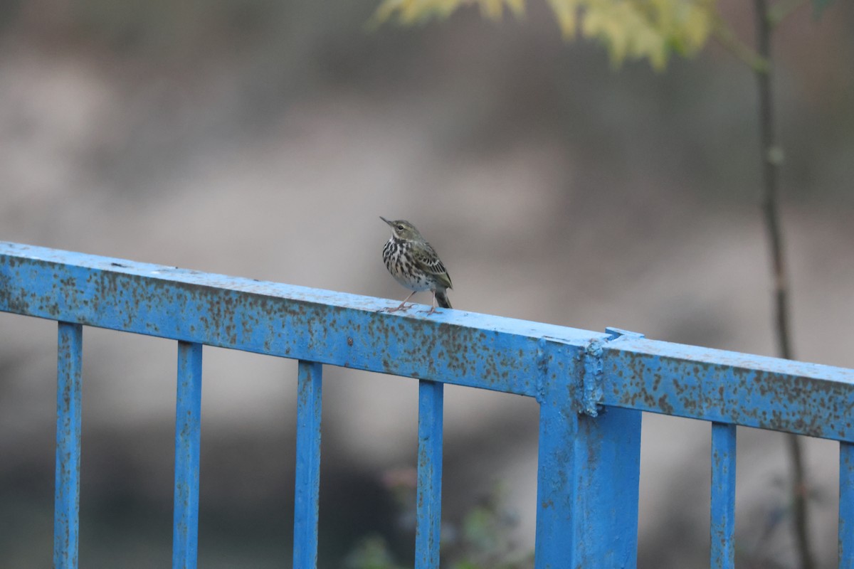 Bisbita de Hodgson - ML646182154