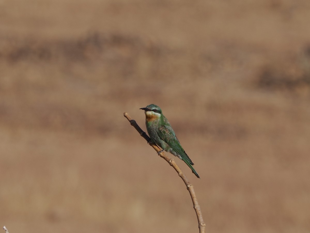 Abejaruco Persa - ML646182155