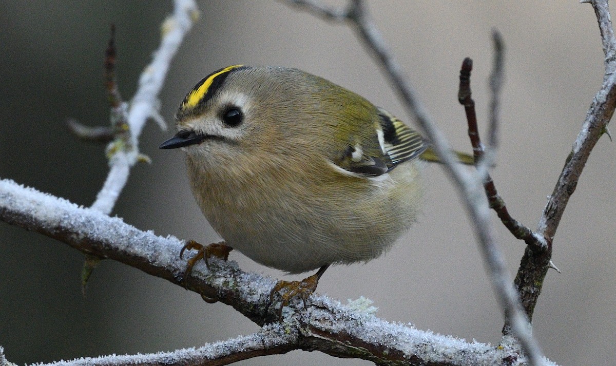 Reyezuelo Sencillo - ML646182158