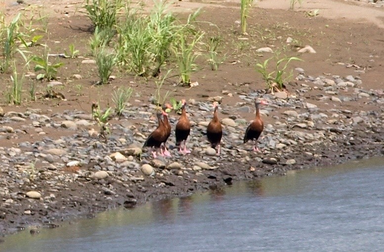 Suirirí Piquirrojo - ML646182159