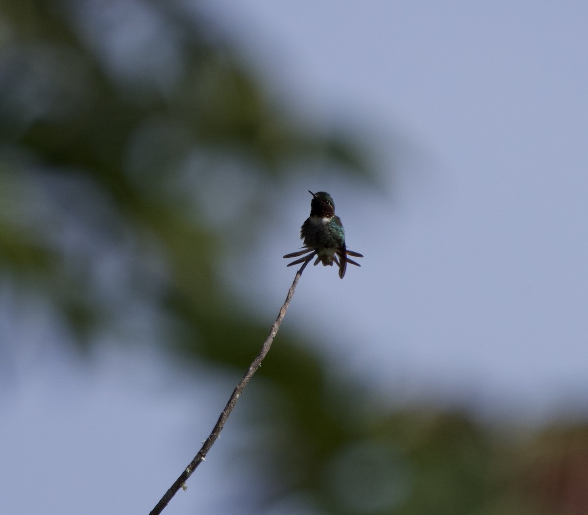 Colibrí de Jourdan - ML646182160