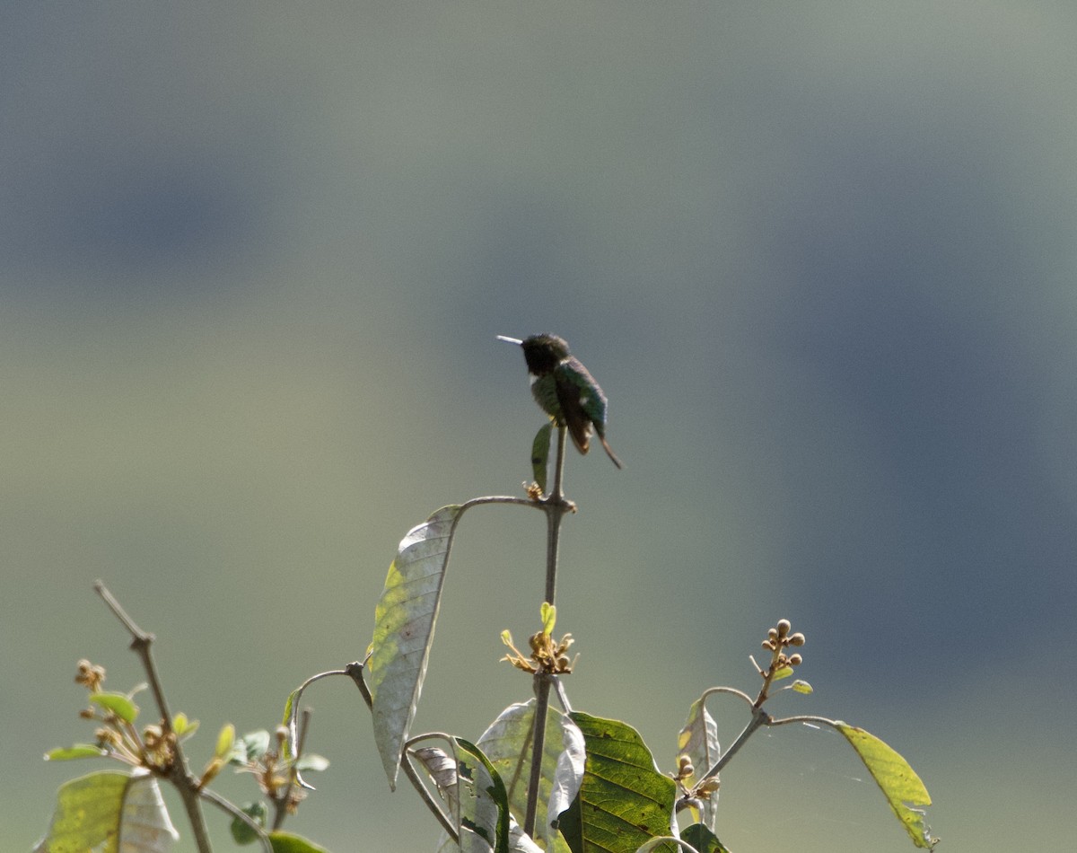 Colibrí de Jourdan - ML646182163