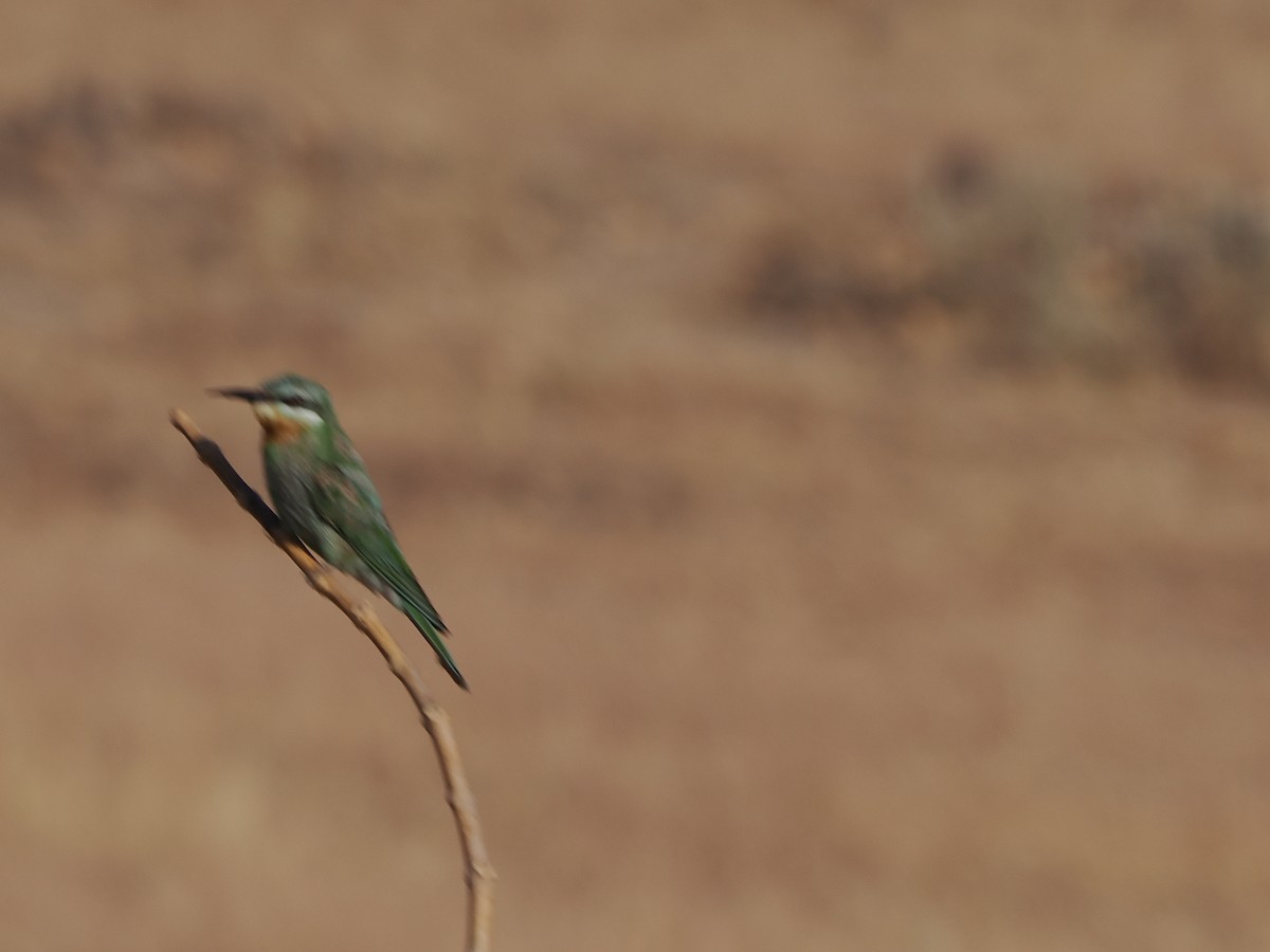 Blue-cheeked Bee-eater - ML646182164