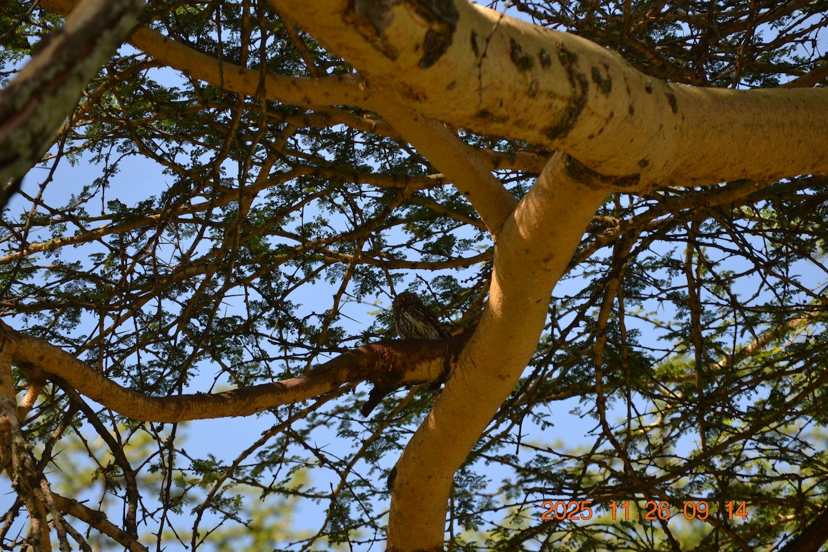 kulíšek perlový - ML646182165