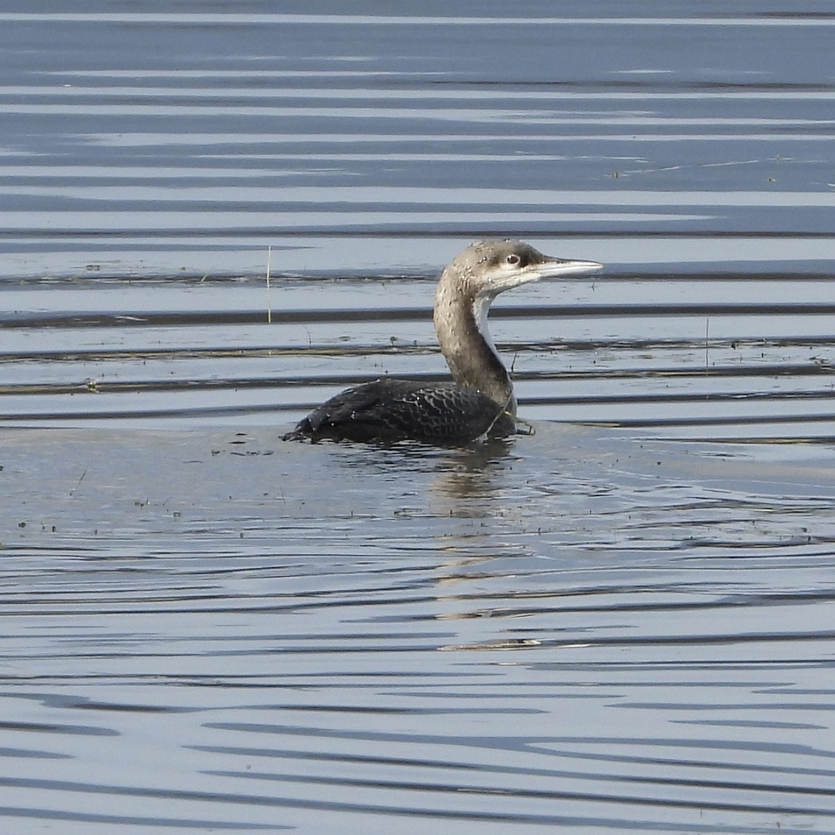 Pacific Loon - ML646182168