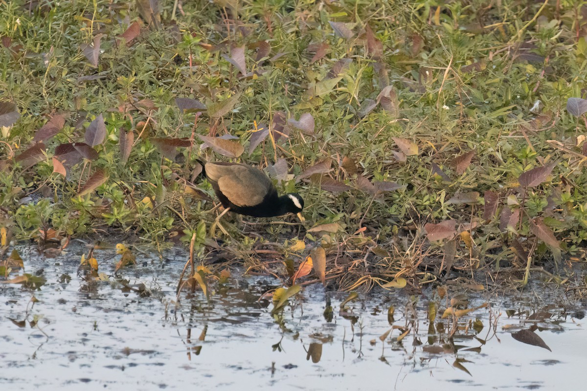 Bronze-winged Jacana - ML646182175