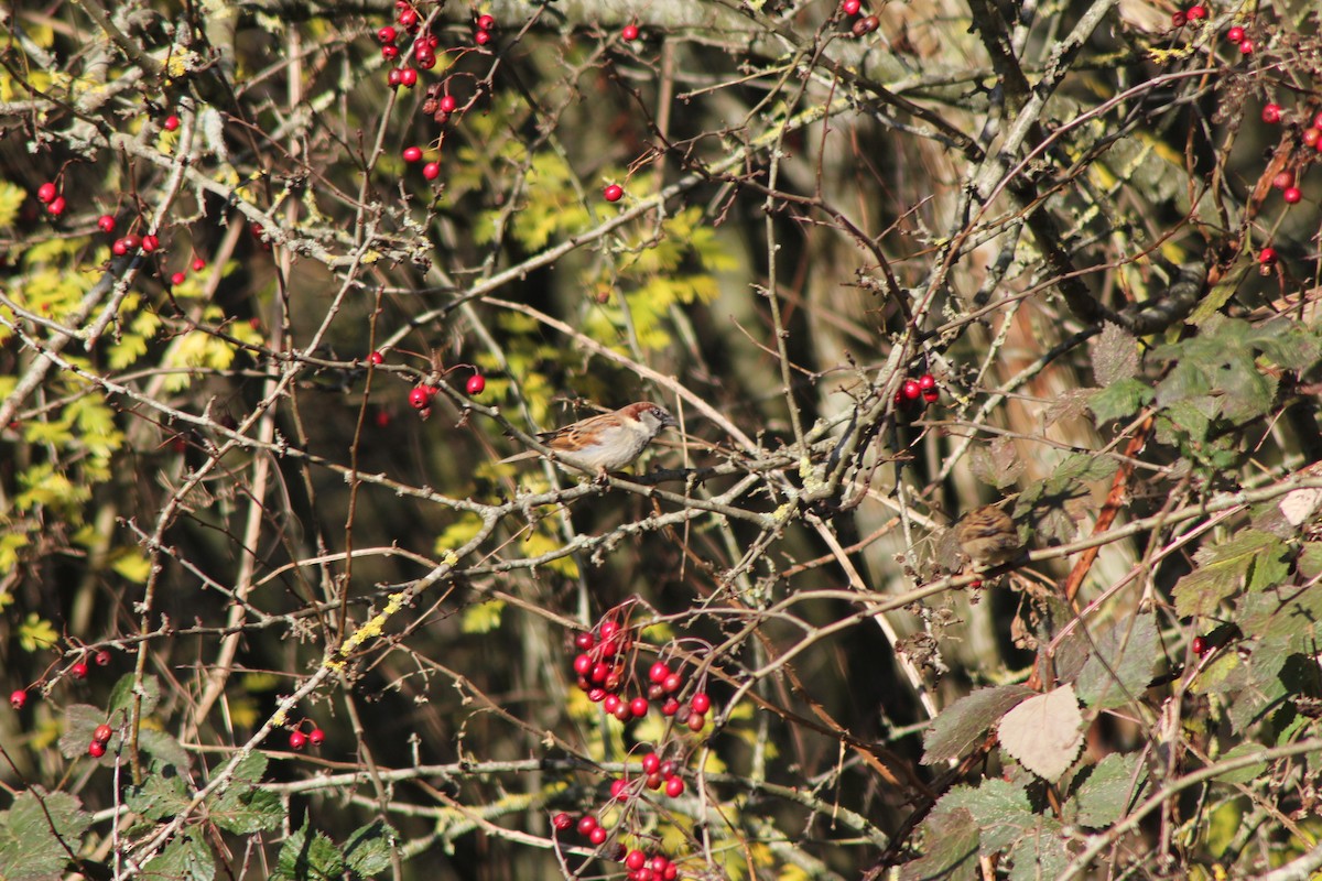 House Sparrow - ML646182178