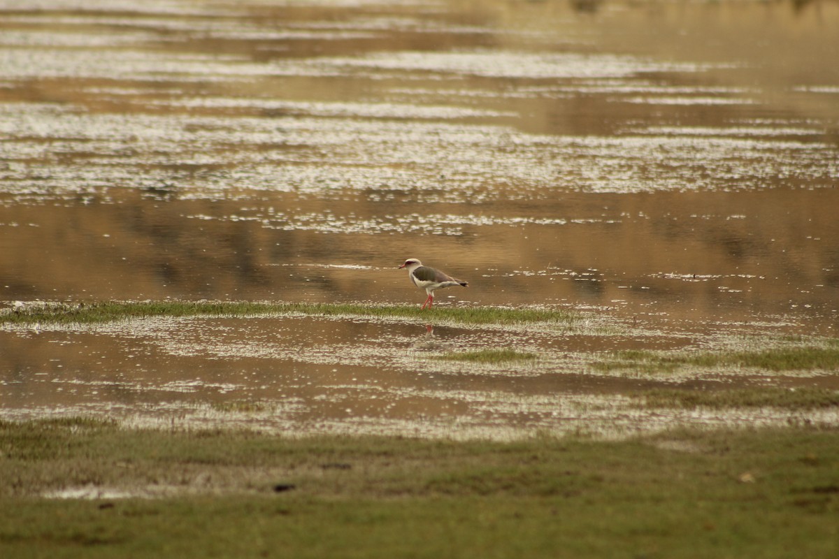 Andean Lapwing - ML646182179