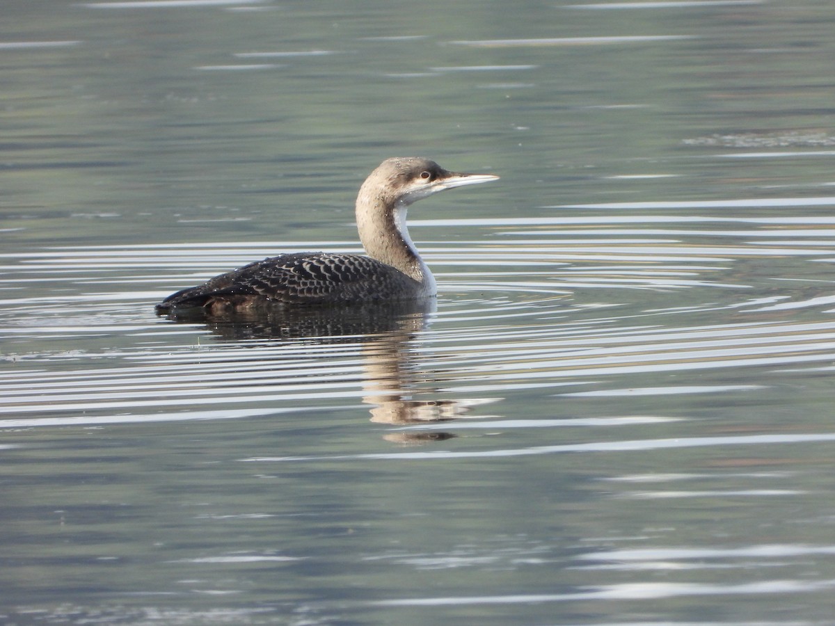 Pacific Loon - ML646182181