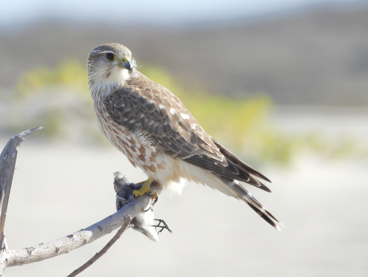 Boz Doğan (richardsonii) - ML646182183