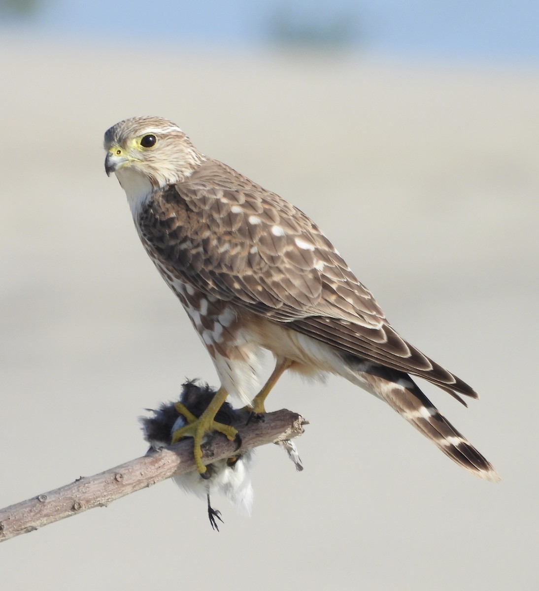 Boz Doğan (richardsonii) - ML646182184