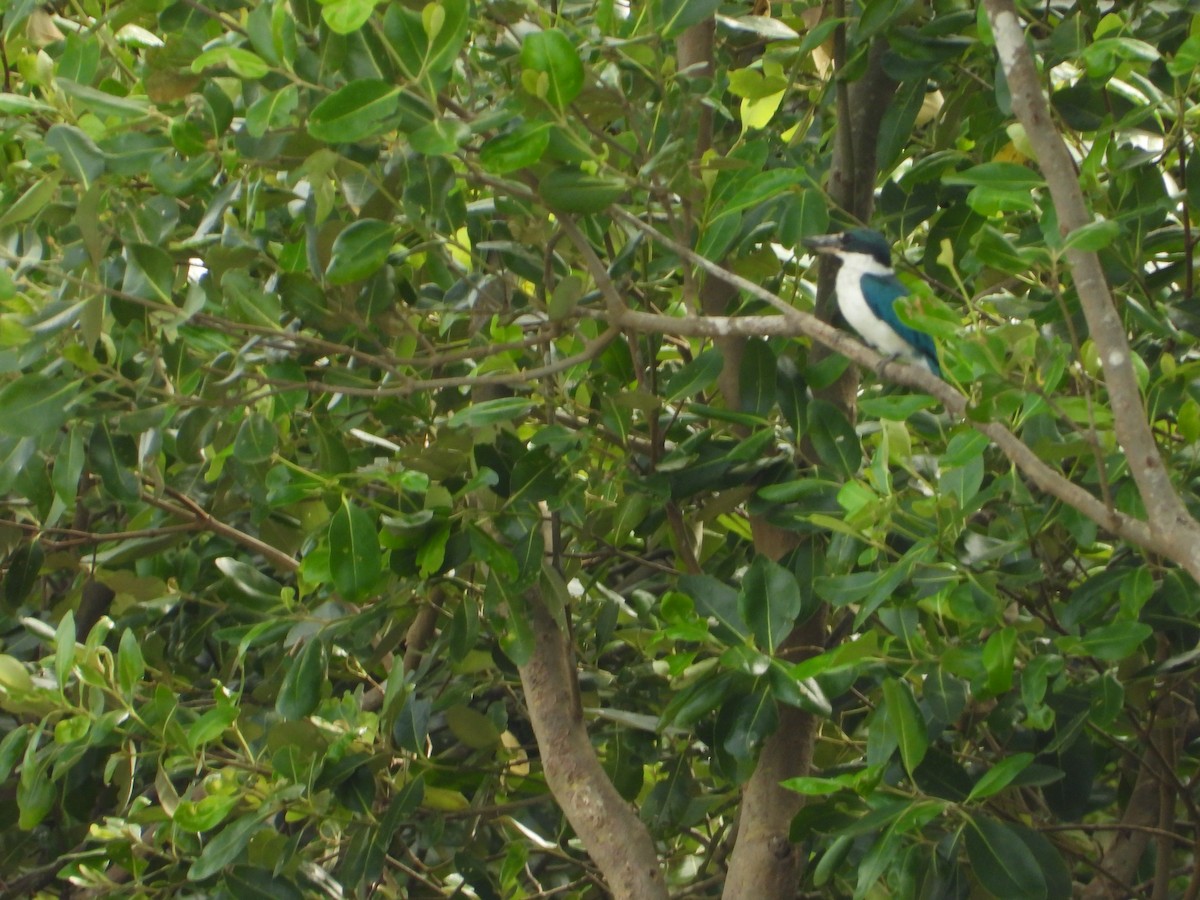 Collared Kingfisher - ML646182185