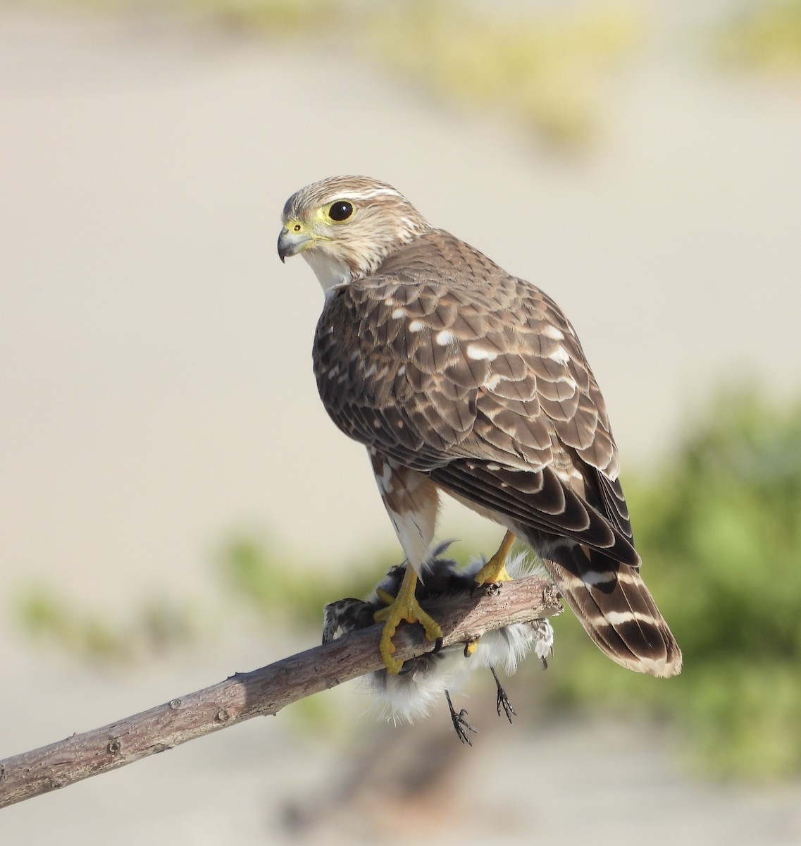 Boz Doğan (richardsonii) - ML646182186