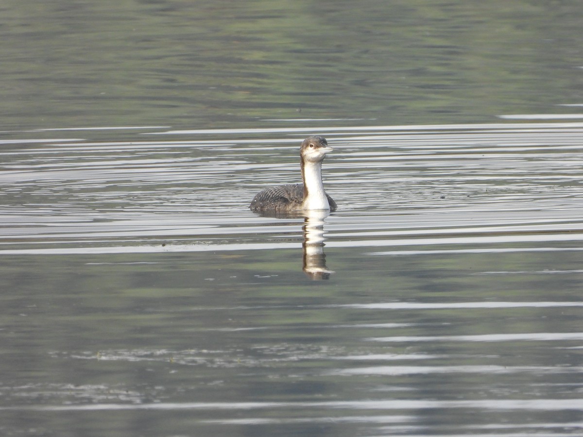 Pacific Loon - ML646182187