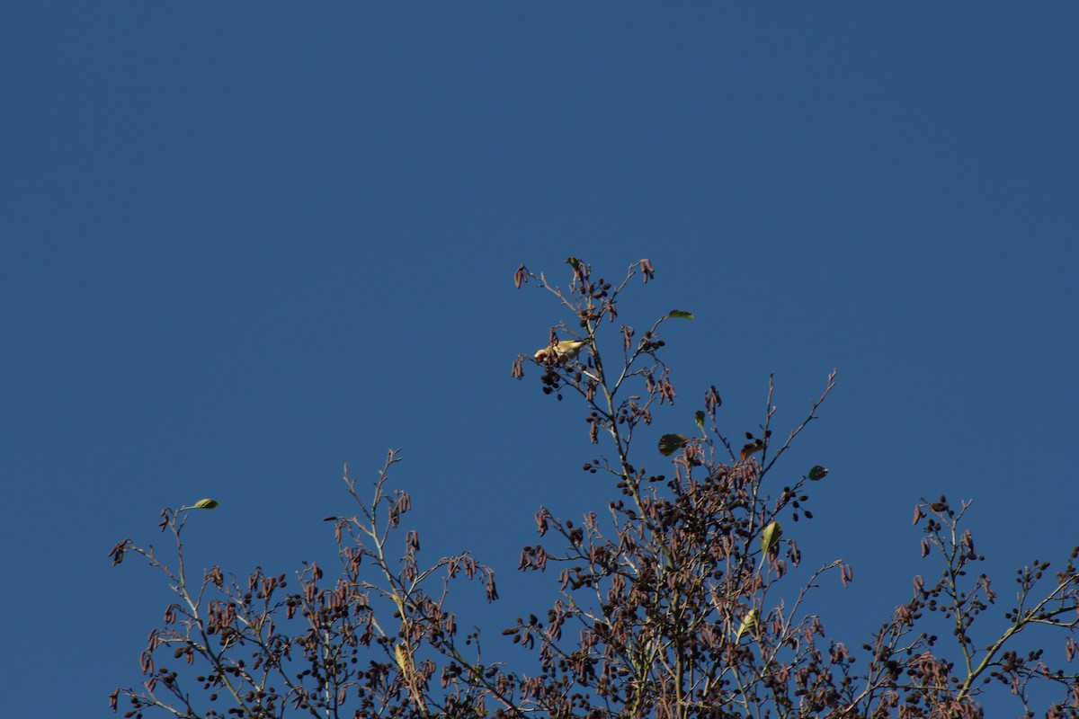 European Goldfinch - ML646182192