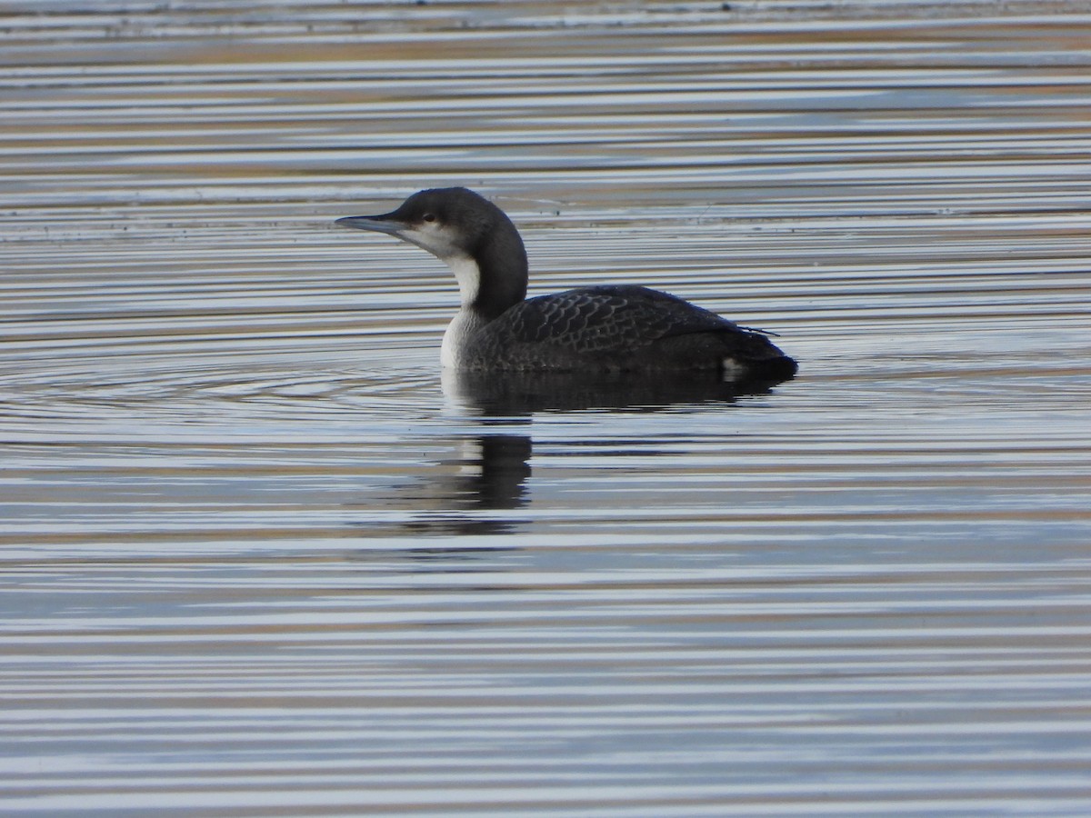 Pacific Loon - ML646182194
