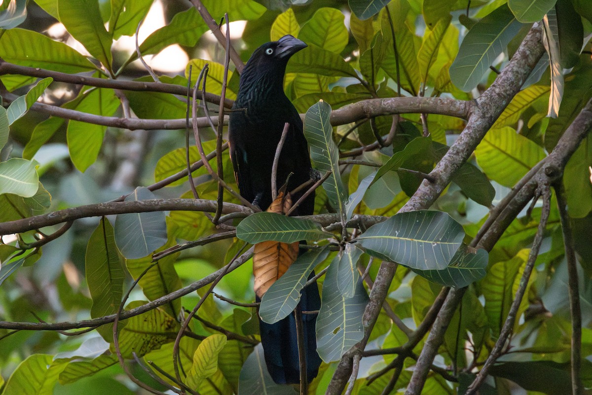 Greater Ani - ML646182196