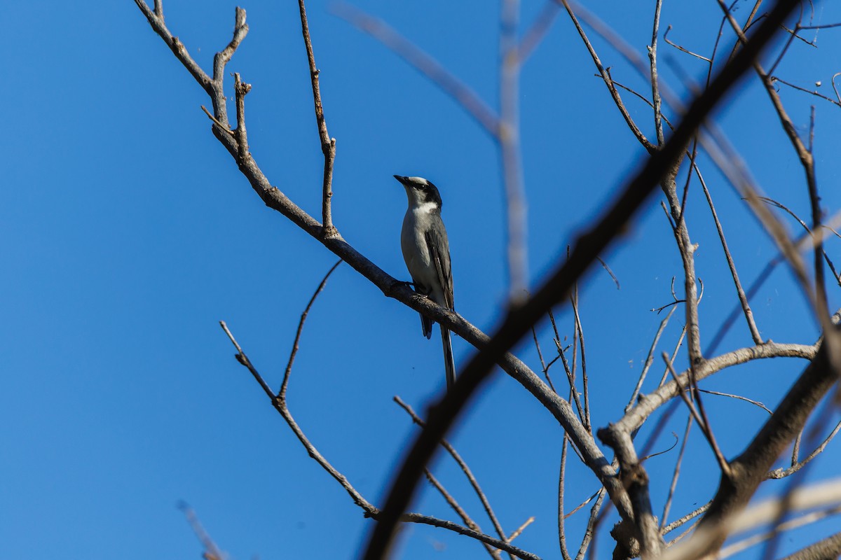 Ashy Minivet - ML646182197