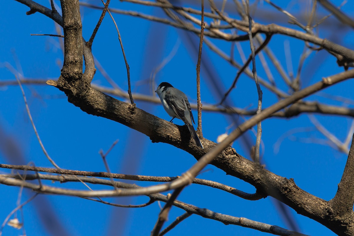 Ashy Minivet - ML646182198