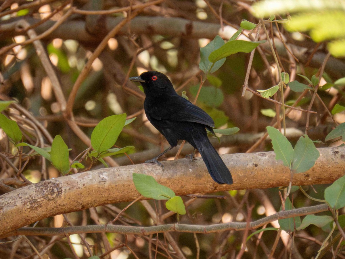 Western Fire-eye - ML646182199