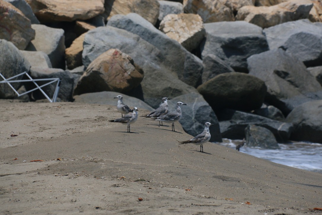 Laughing Gull - ML646182200