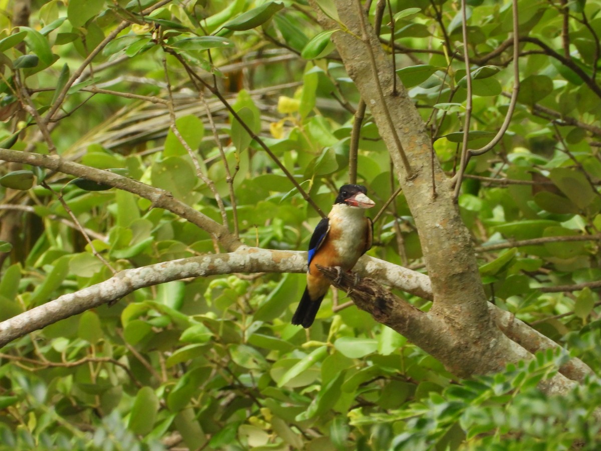 Black-capped Kingfisher - ML646182201