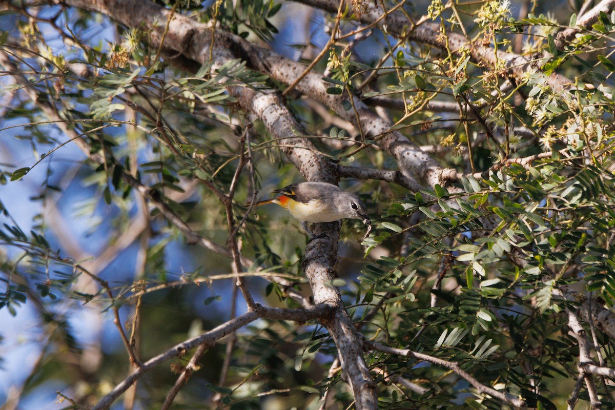Small Minivet - ML646182203