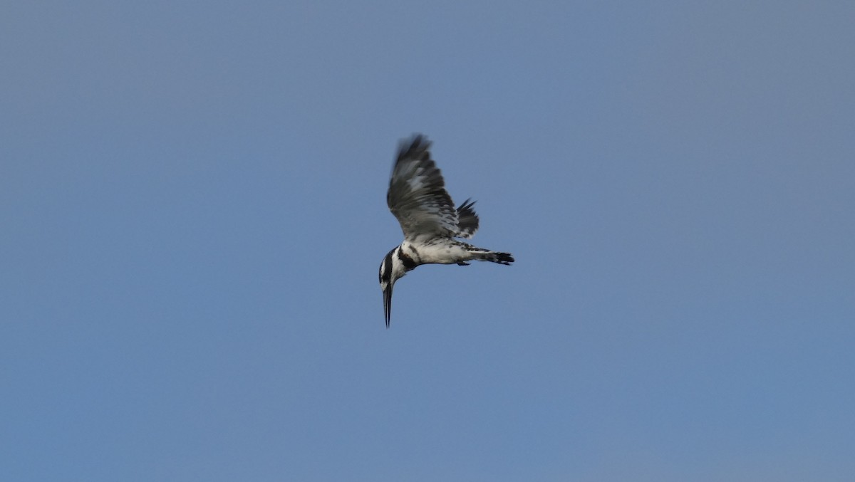 Pied Kingfisher - ML646182204