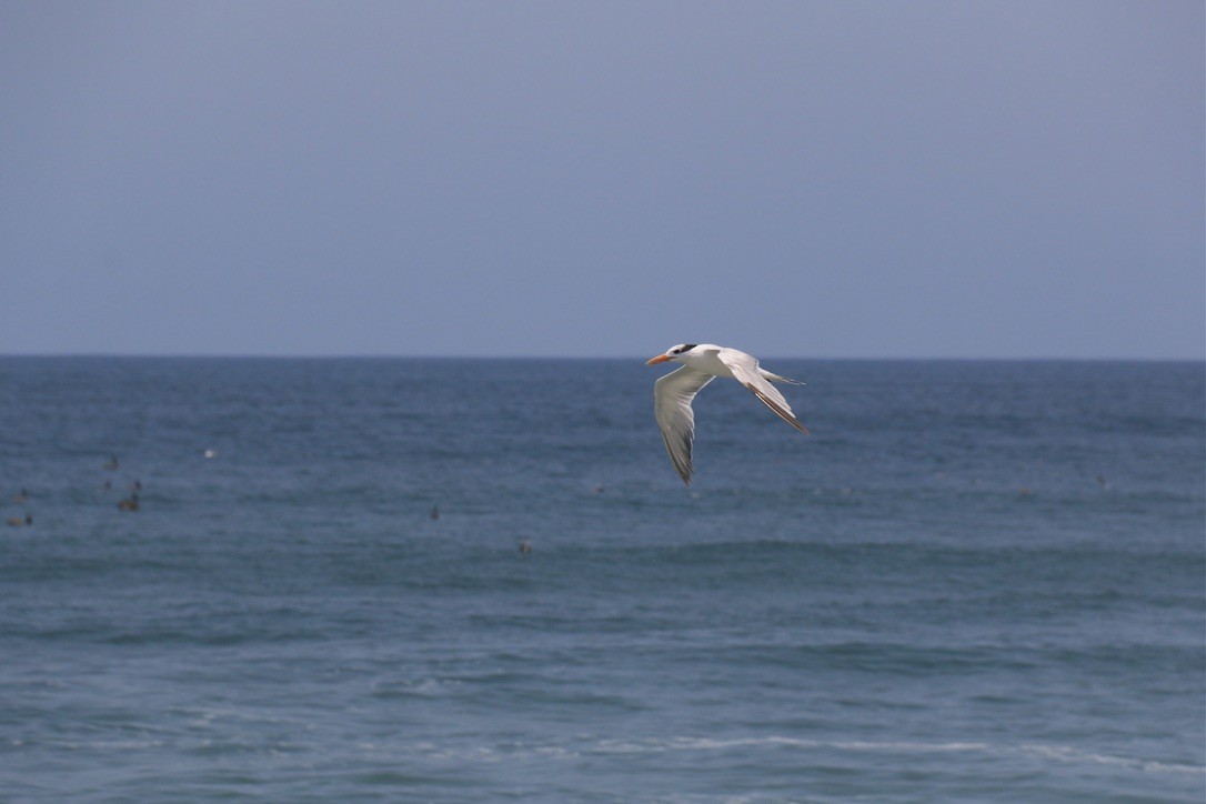 Elegant Tern - ML646182205