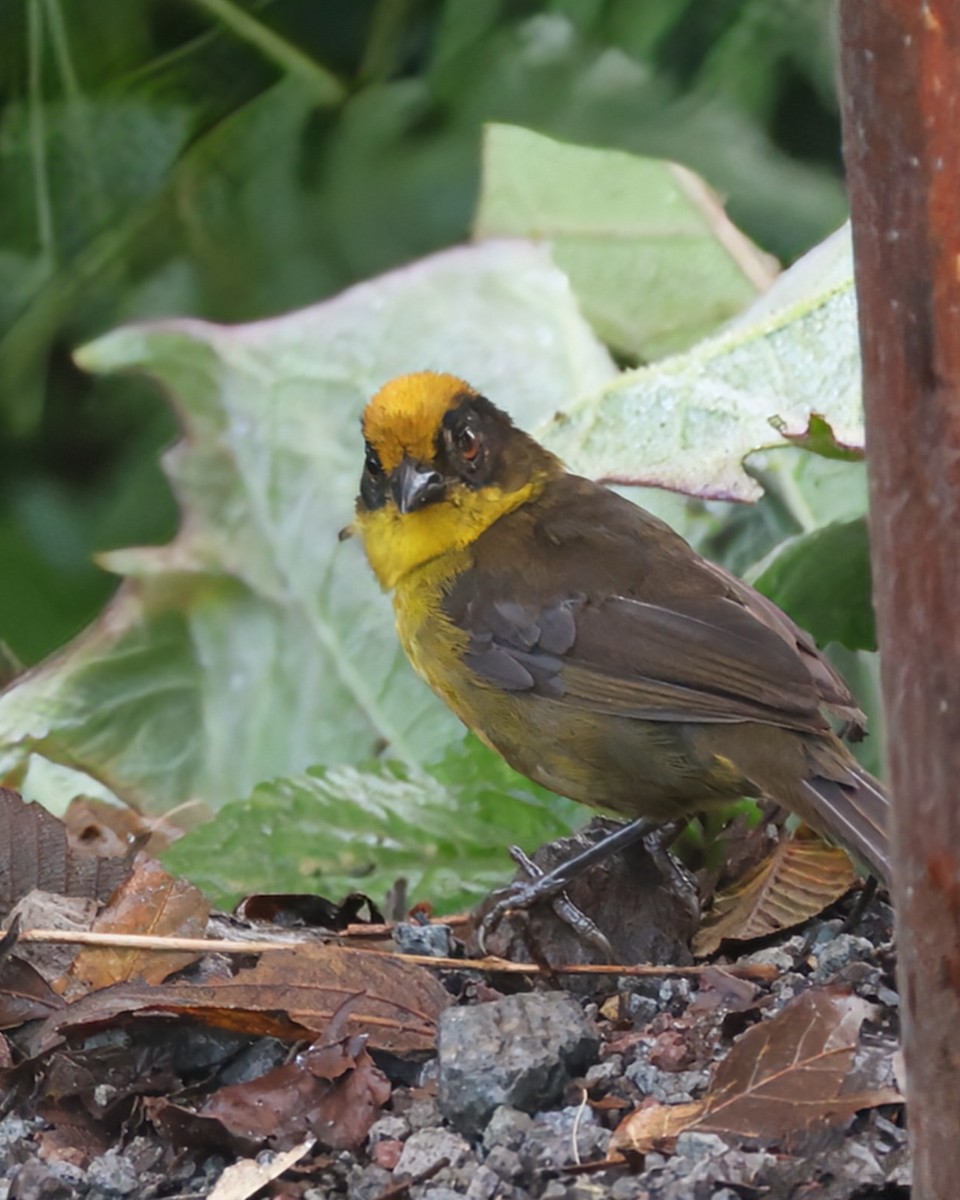 Choco Brushfinch - ML646182206