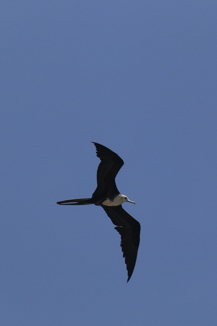 Magnificent Frigatebird - ML646182209