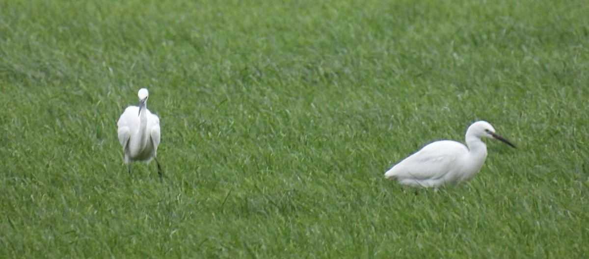 Little Egret - ML646182210