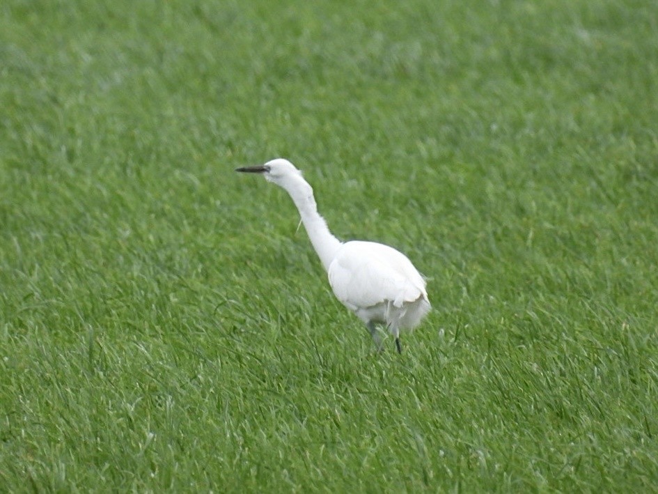 Little Egret - ML646182211