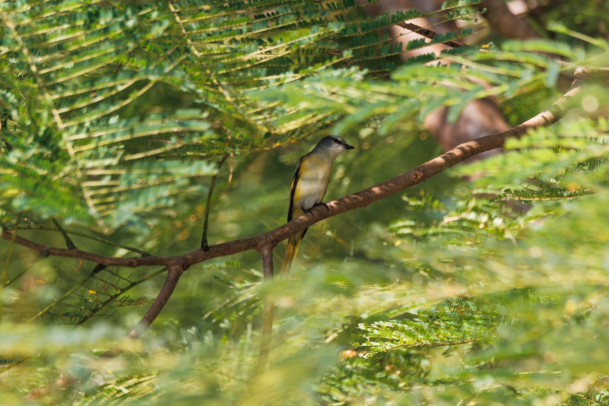 Rosy Minivet - ML646182212