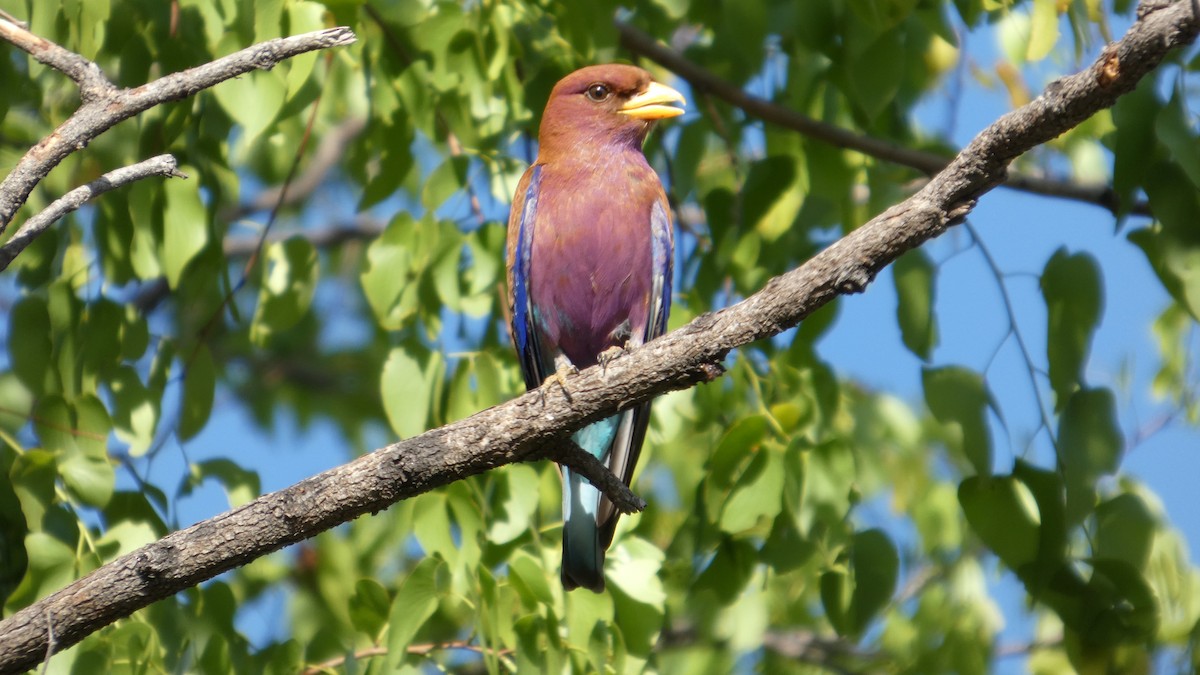 Broad-billed Roller - ML646182218